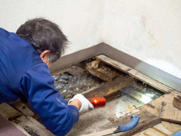 Best Local Mold Removal Service  in Farley, IA