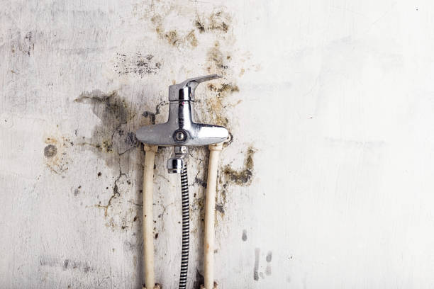 Best Mold Removal Specialists  in Farley, IA