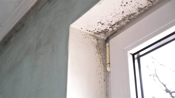 Best Black Mold Removal  in Farley, IA