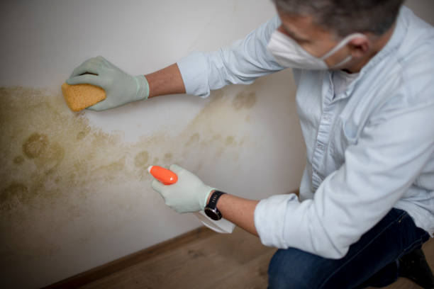 Best Emergency Mold Removal  in Farley, IA