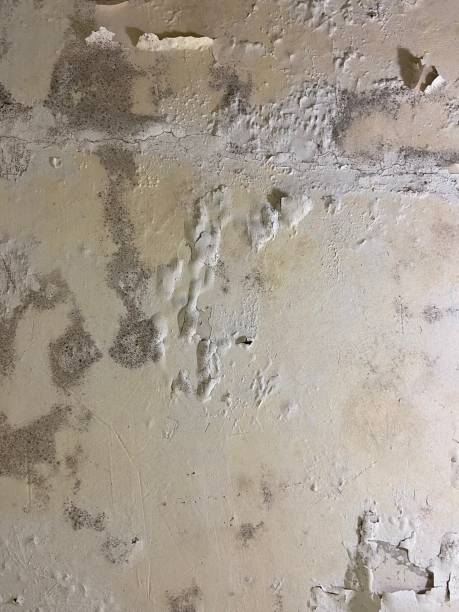 Best Toxic Mold Removal  in Farley, IA