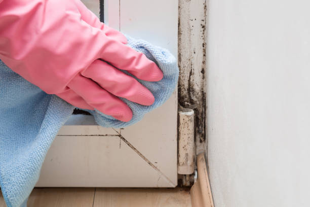 Office Mold Removal Services in Farley, IA
